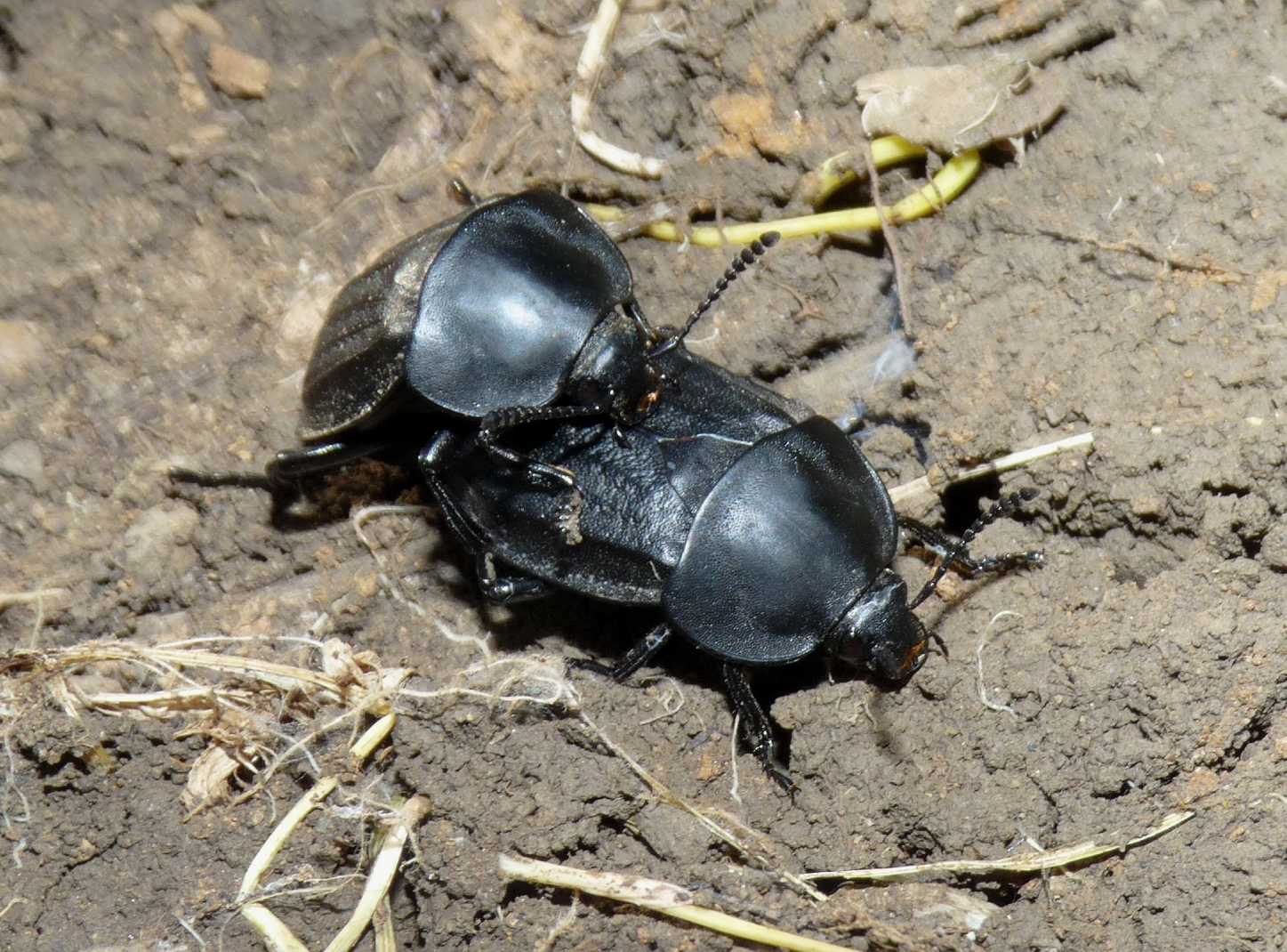 Silfe a Tolfa (Silpha olivieri)